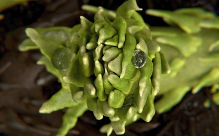 A 407-million-year-old plant’s leaves skipped the usual Fibonacci spirals