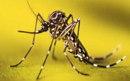 Deadlier than zika, malaria and dengue: Mosquitoes carrying flesh-eating bacteria, can spread to humans