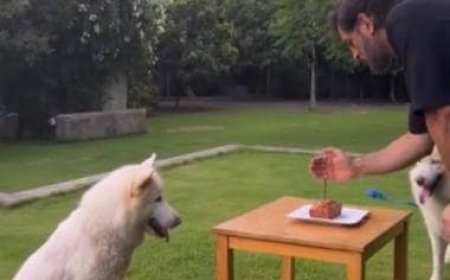 Watch: MS Dhoni cuts birthday cake in his Ranchi farmhouse with the presence of his pet dogs