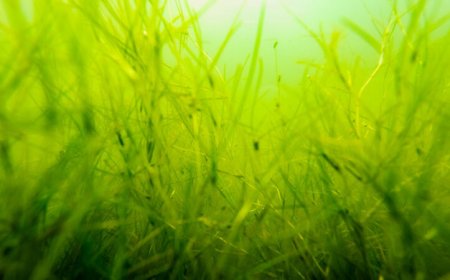 This seagrass is taking over the Chesapeake Bay. That’s good and bad news