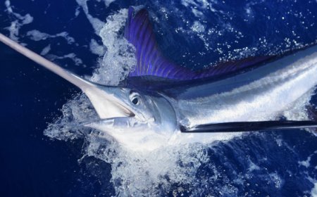 Fish Battle Ends With Crew Hooked Out of $3.5 Million