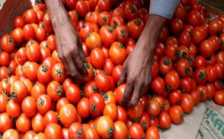 Red-faced: How customs ‘lost’ 3 tonnes of tomatoes smuggled into India via Nepal