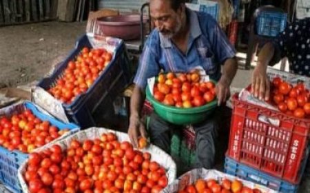 Tomato prices surge up to Rs 250 kg, Centre selling at Rs 90 kg in Delhi-NCR, Patna and Lucknow