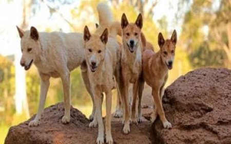 Australia: Woman mauled, chased by pack of dogs into ocean, airlifted to safety