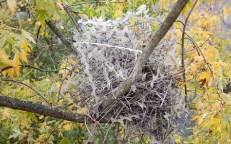 In a ‘perfect comeback,’ some birds use antibird spikes to build their nests