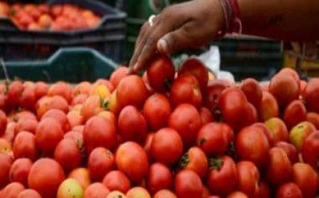 Pune farmer earns profit of over Rs 2.8 crore by selling tomatoes amid nationwide crisis