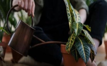 Giving Earth Back: UK Woman says she waters plants with period blood