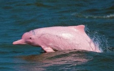 Rare pink dolphins mark their presence in the Gulf of Mexico; internet stunned