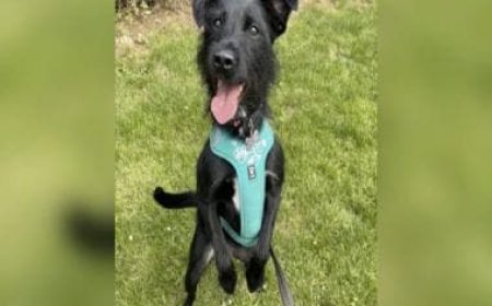 Perturbed by dog's 'barking', UK woman urges vet to euthanise him