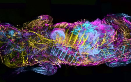 With a new body mapping technique, mouse innards glow with exquisite detail