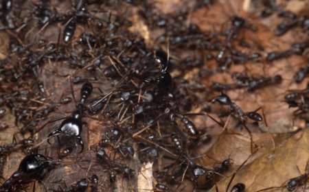 Some African birds follow nomadic ants to their next meal