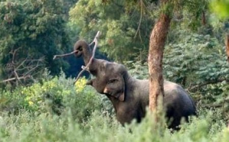 Adding green cover or a threat? The Forest (Conservation) Amendment Bill, explained
