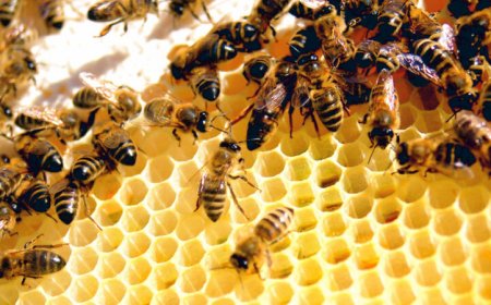 How geometry solves architectural problems for bees and wasps