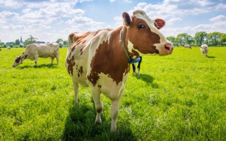 Cow poop emits climate-warming methane. Adding red algae may help