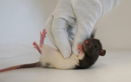 Playful behavior in rats is controlled by a specific area of their brains