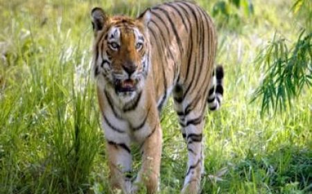 Video of tiger quenching thirst during monsoon at Bandipur will delight nature lovers