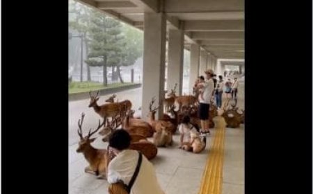 'Serene co-existence': Heartwarming video shows herd of deer seeking shelter alongside humans 