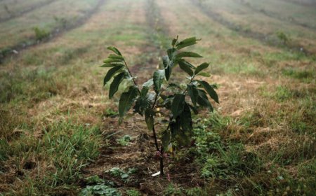 ‘Blight’ warns that a future pandemic could start with a fungus