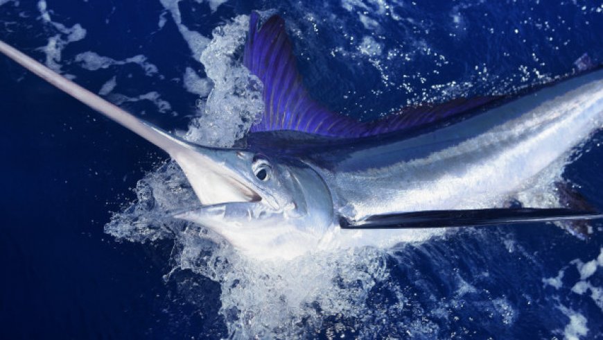 Fish Battle Ends With Crew Hooked Out of $3.5 Million