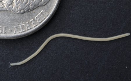 The newfound Los Angeles thread millipede is ready for its close-up