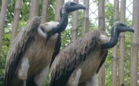 Centre bans production, sale of ketoprofen, aceclofenac for animal use