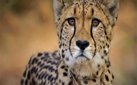 Female cheetah 'Dhatri' found dead at Kuno National Park in Madhya Pradesh, 9th since March