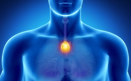 The thymus withers away after puberty. But it may be important for adults