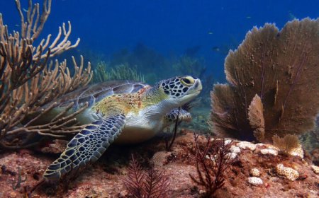 Extreme ocean heat off Florida has ebbed. But for marine life, the danger remains