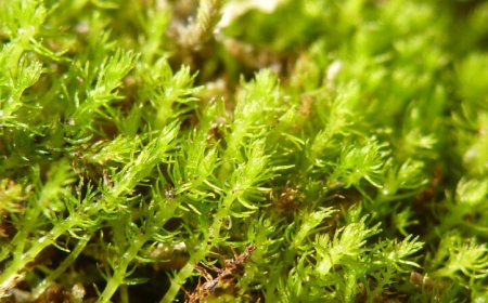 The fastest-evolving moss in the world may not adapt to climate change