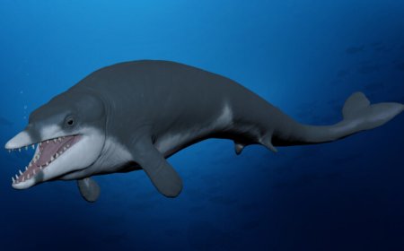 Meet the tiny ancient whale named after King Tut