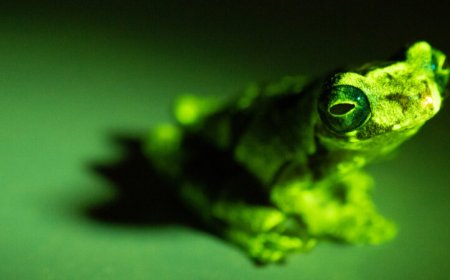 Many frogs glow in blue light, and it may be a secret, eerie language