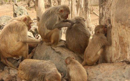 Macaques in Puerto Rico learned to share shade after Hurricane Maria
