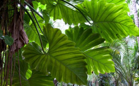 Some leaves in tropical forests may be getting too hot for photosynthesis