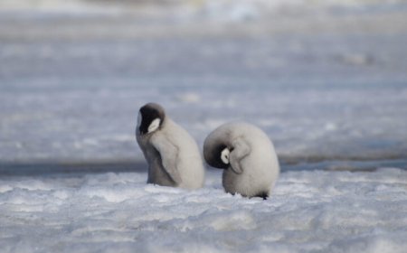 Emperor penguins lost thousands of chicks to melting ice last year