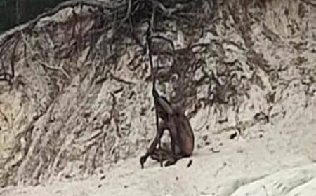 Mysterious 'wolf man' photographed in German forest: Unveiling the enigma