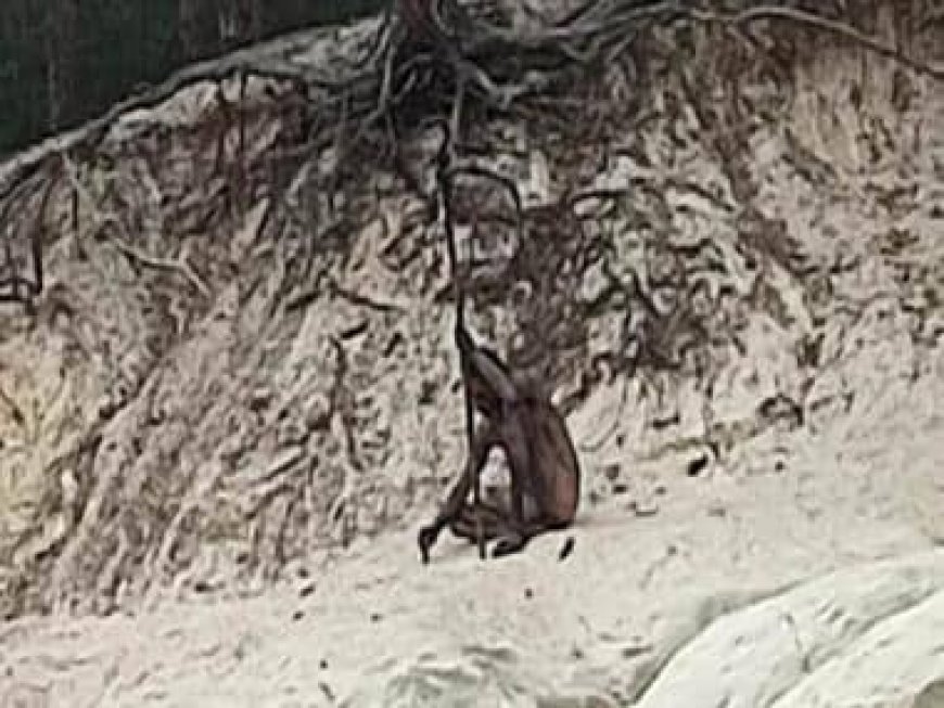 Mysterious 'wolf man' photographed in German forest: Unveiling the enigma