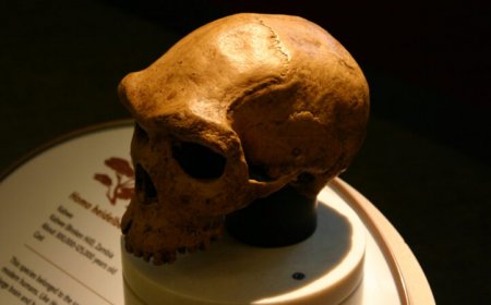 Extreme cold may have nearly wiped out human ancestors 900,000 years ago