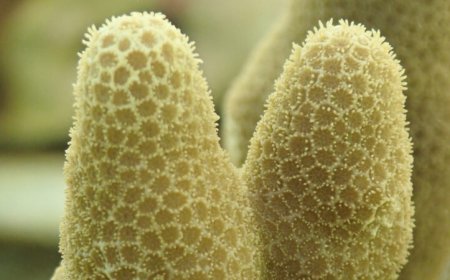 Adult corals have been safely frozen and revived for the first time