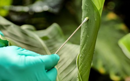 A new DNA leaf swab technique could revolutionize how we monitor biodiversity