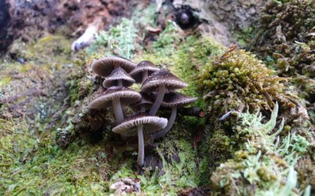 When discussing flora and fauna, don’t forget ‘funga’