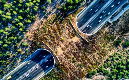 ‘Crossings’ explores the science of road ecology