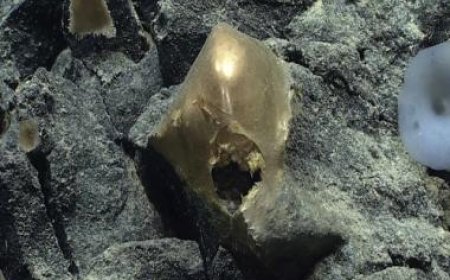 Inviting apocalypse? Scientists studying ‘alien’ golden orb found in Alaska baffled by it’s biological nature