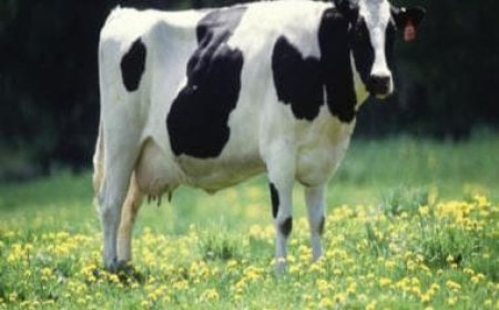 Gujrat: Police makes stray bovine as 'primary suspect' in accident FIR