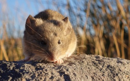 The world’s highest-dwelling mammal isn’t the only rodent at extreme elevation