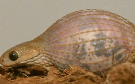 A little snake’s big gulp may put all other snakes to shame