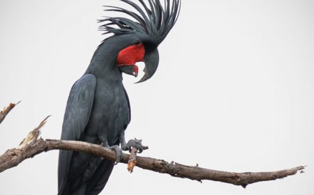 Wild male palm cockatoos rock out with custom drumsticks