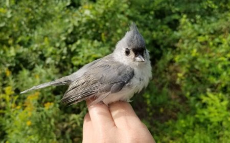 Birds with more complex vocal skills are better problem-solvers
