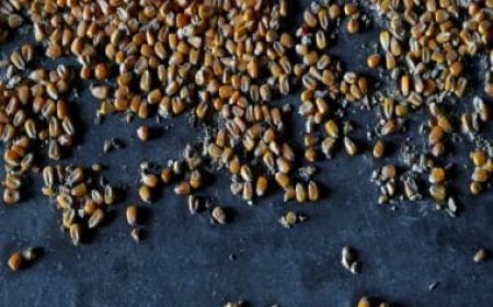 Ukraine to sue Poland, Hungary, Slovakia over food import bans