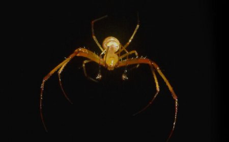 Some cannibal pirate spiders trick their cousins into ‘walking the plank’