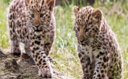 7 leopard cubs die at Bengaluru biological park after virus attack: Report